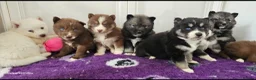 Siberian Husky dogs for sale: Ready to go ! Siberian Husky - Advert 27