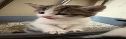 Domestic Shorthair cats for sale: Kittens.  in Bath - Advert 3