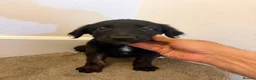 Mixed Breed dogs for sale: Puppies German Shepherd x Saluko x Dutch Harder - Advert 18