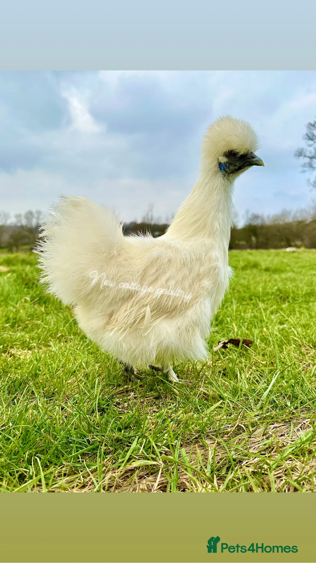 Chickens poultry for sale: Polish, Silkie & Pekin Bantam Hens  - Advert 2