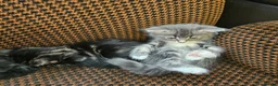 Mixed Breed cats for sale: Mixed bread long hair kittens - Advert 4