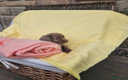 Cocker Spaniel dogs for sale: 6 week old Working Type Cocker Spaniels - Image 2