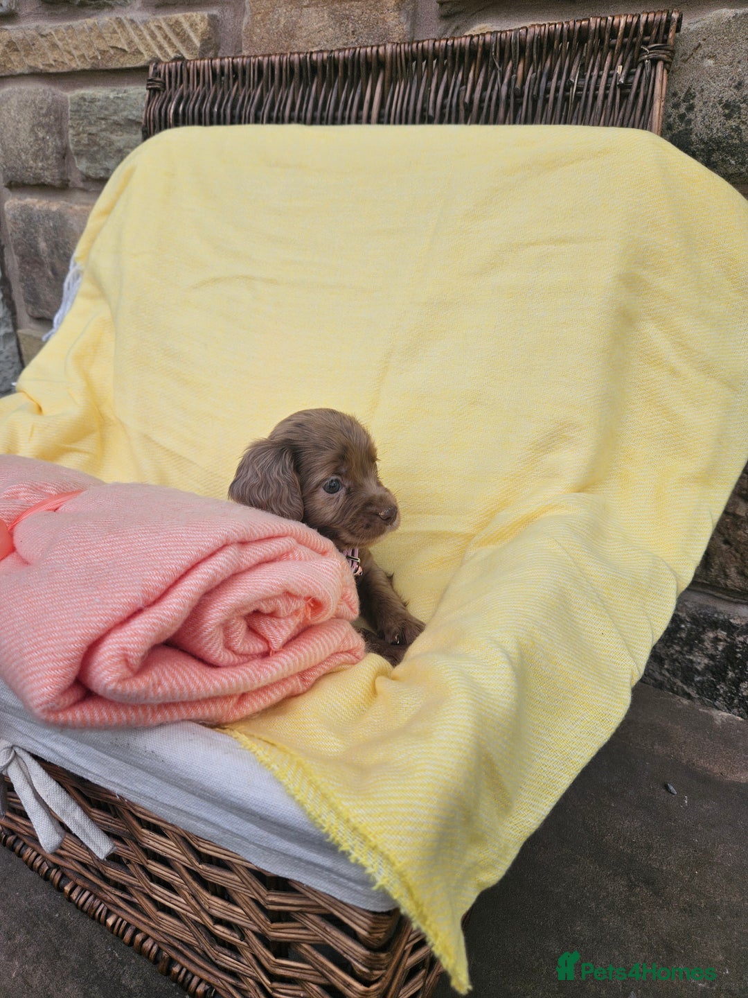 Cocker Spaniel dogs for sale: 6 week old Working Type Cocker Spaniels - Image 2