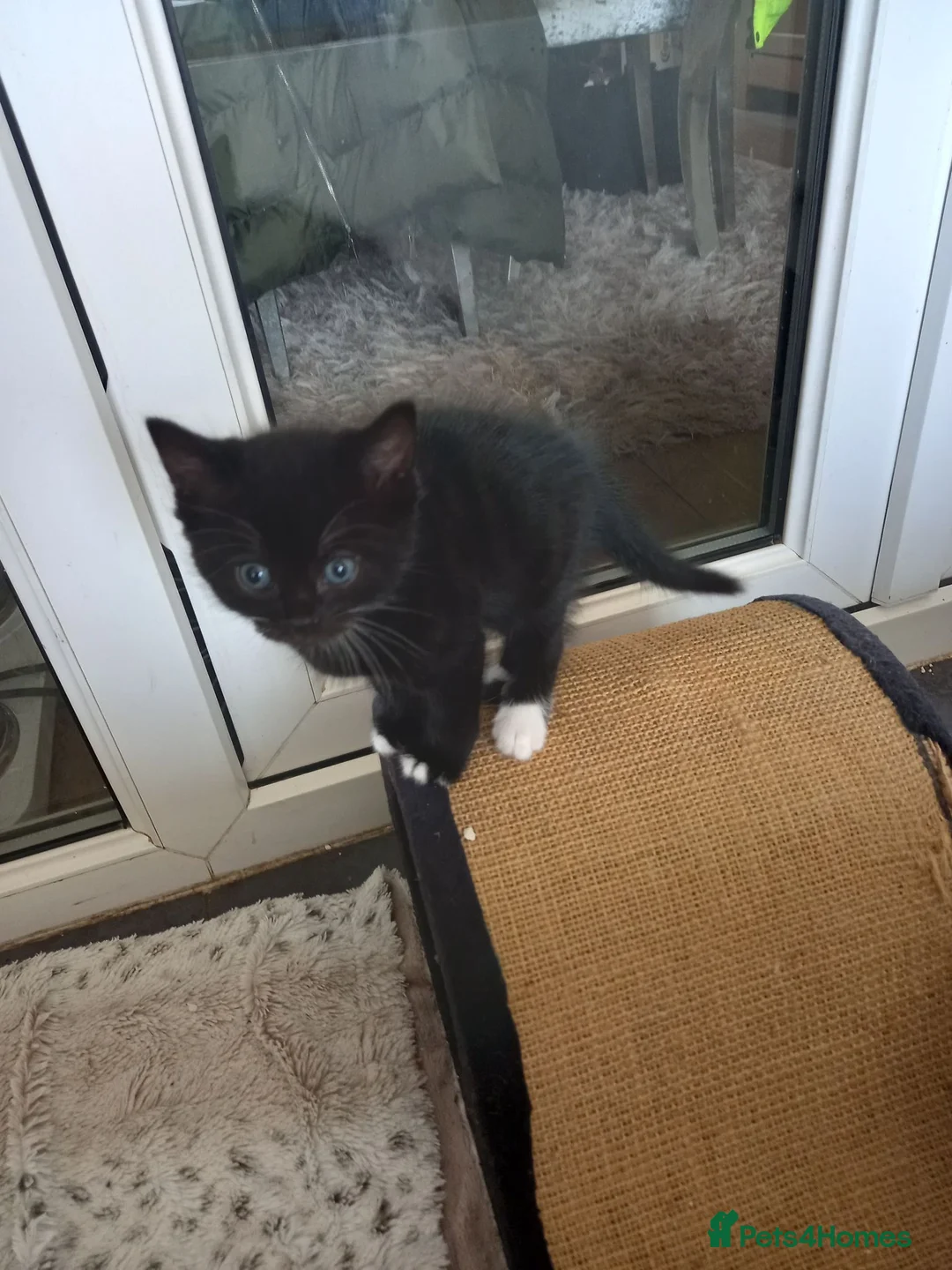 Mixed Breed cats for sale: Kittens in Widnes - Advert 3