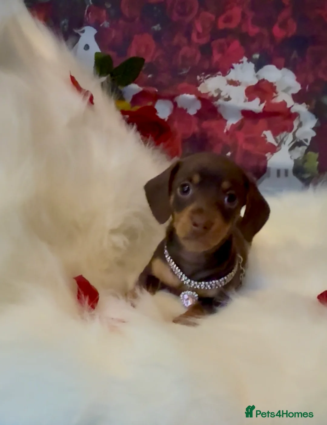 Dachshund dogs for sale: Kc registered miniature smooth daschunds  - Advert 3