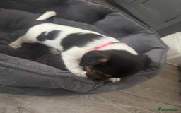 Jack Russell dogs for sale: Jack Russell litter of 7 - Advert 4