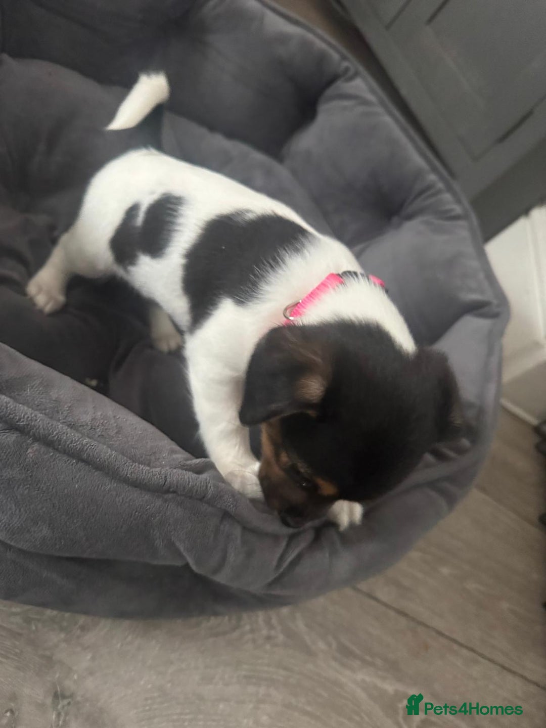 Jack Russell dogs for sale: Jack Russell litter of 7 - Advert 4