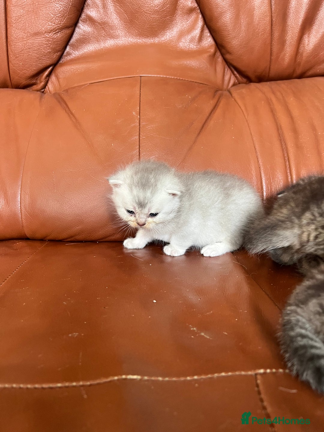 British Shorthair cats for sale: British shorthair kittens - Image 9