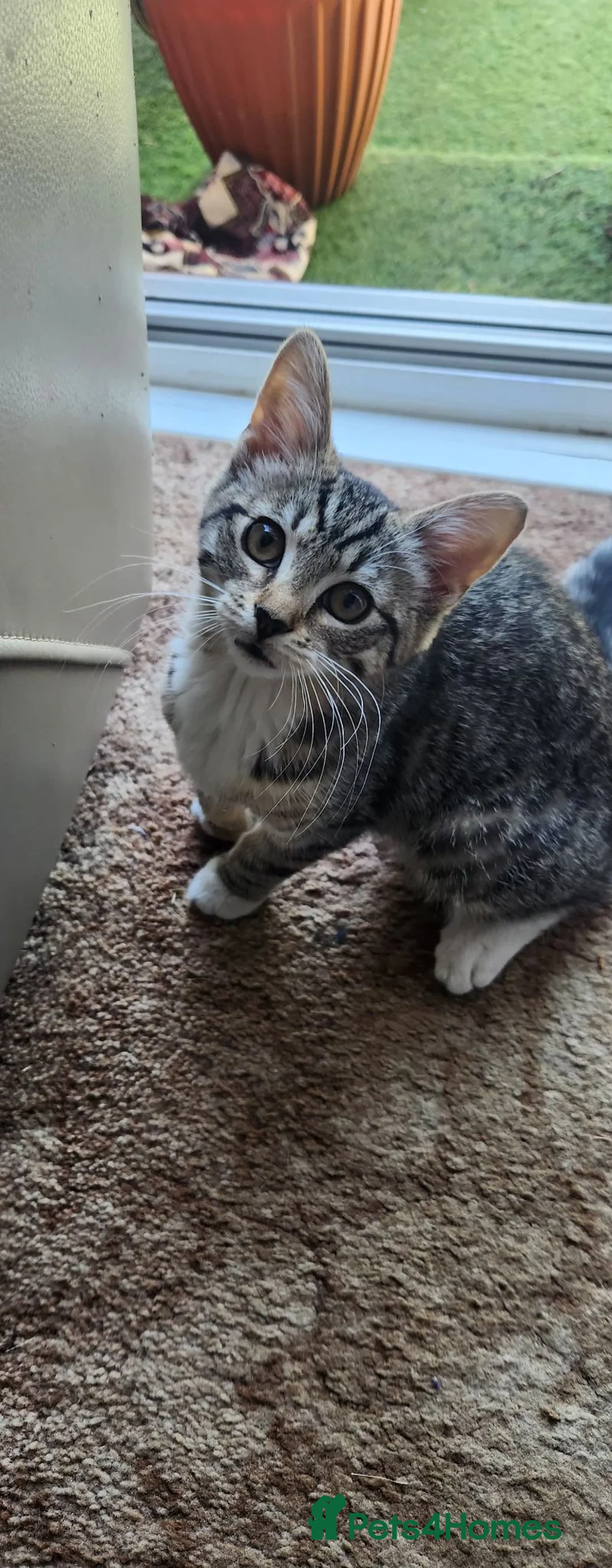 Mixed Breed cats for sale: Lovely female kittens  in Croydon - Advert 2