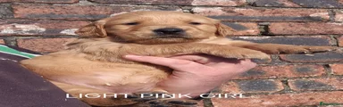 Golden Retriever LIGHT PINK GIRL 