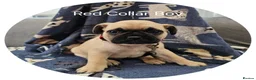 Frug dogs for sale: Fun-loving Frug pups seeking their forever family! - Advert 14
