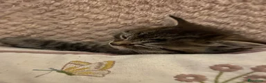 Persian 1