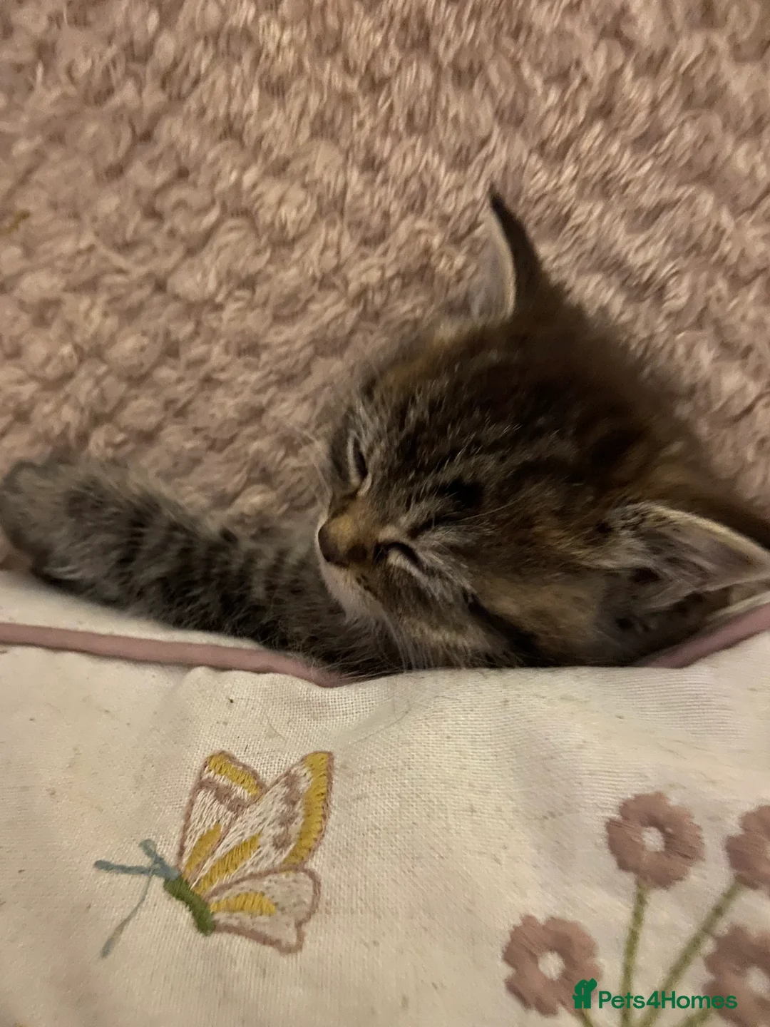 Persian cats for sale: Pretty playful friendly kittens - Advert 10