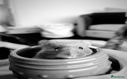 Hamster rodents for sale: Long Haired Syrian Hamster  - Image 1