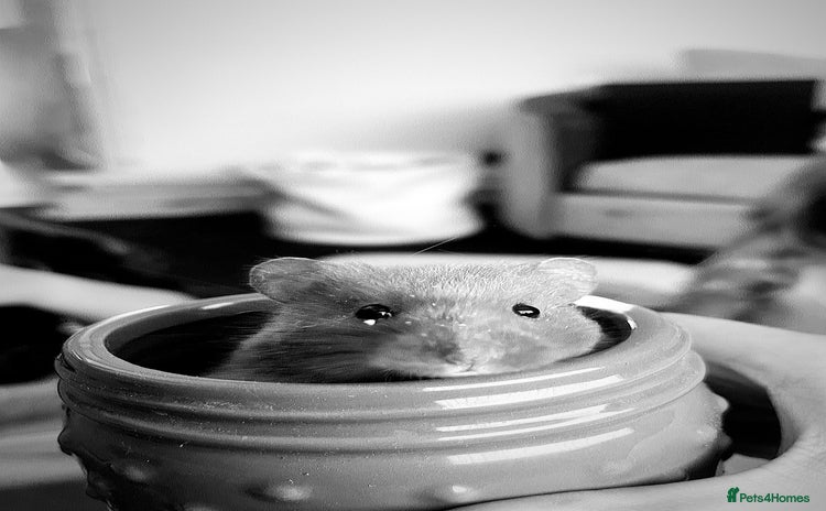 Hamster rodents - Advert 1