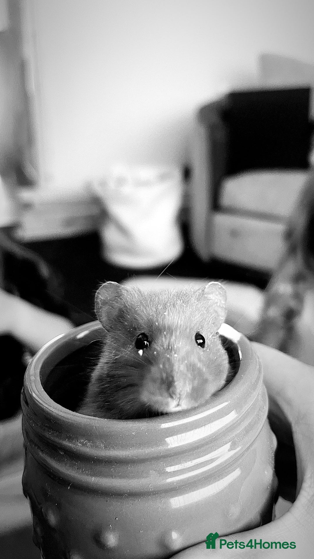 Hamster rodents for sale: Long Haired Syrian Hamster  - Image 1