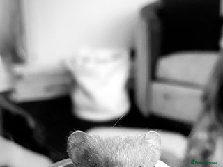 Hamster rodents - Advert 34