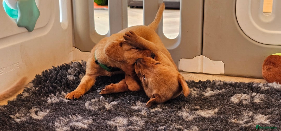 Labrador Retriever dogs for sale: THE LAST KC FOX RED GIRL READY TO LEAVE NOW  - Image 12