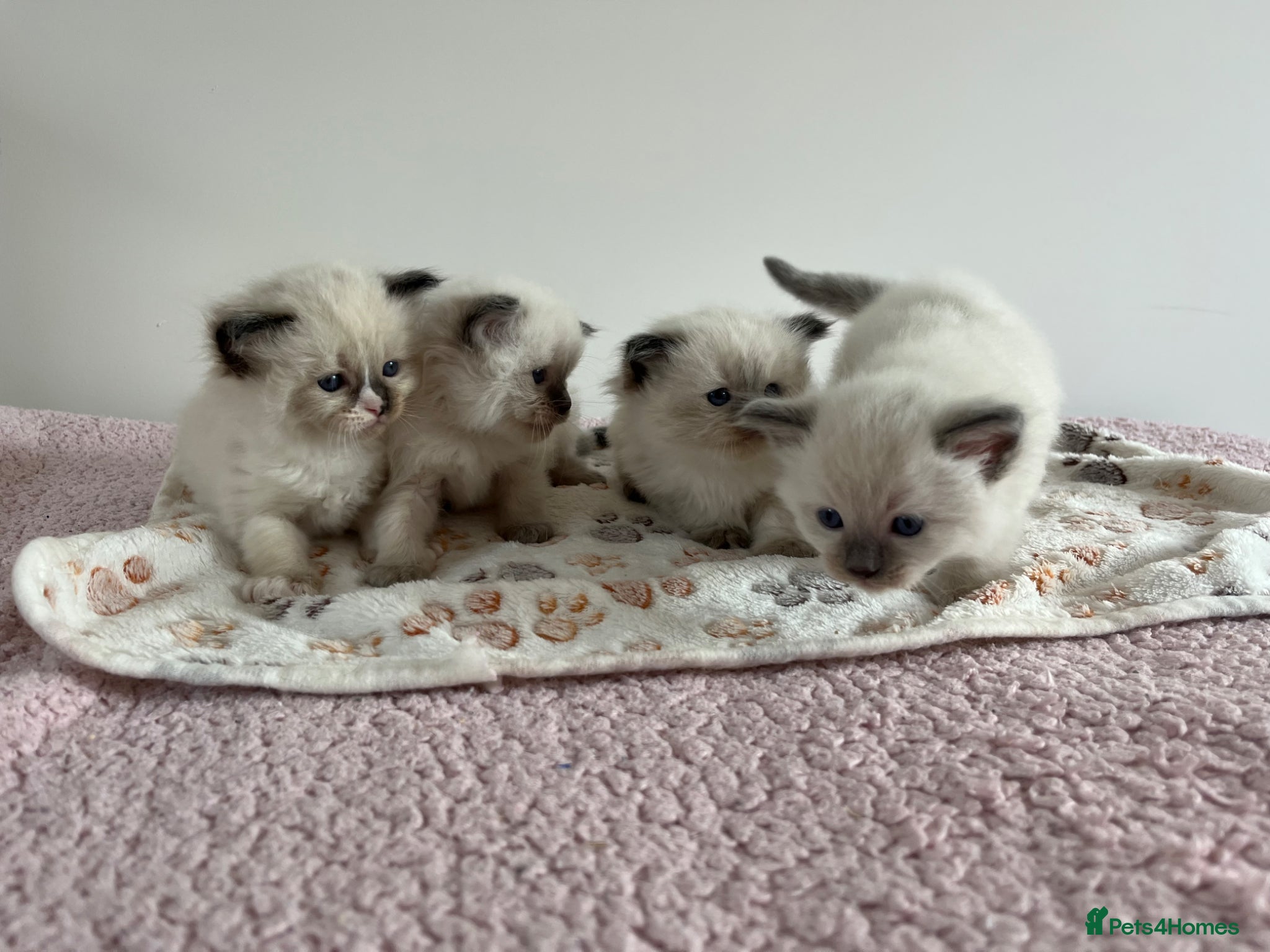 Ragdoll cats Beautiful kittens for sale  - Advert 5