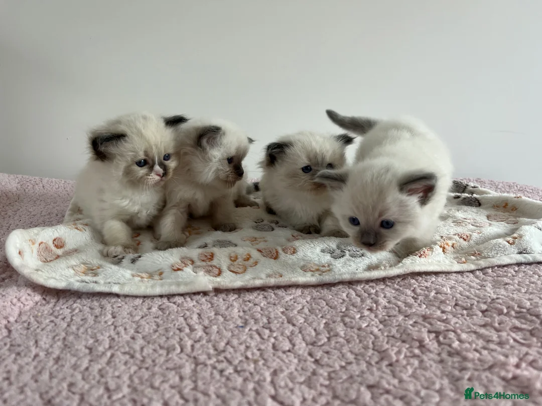 Ragdoll cats for sale: Beautiful kittens for sale  - Advert 1
