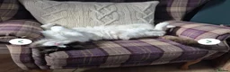 Ragdoll cats for sale: Beautiful Seal Bicolour Ragdoll Cat 18 Months Male - Advert 3