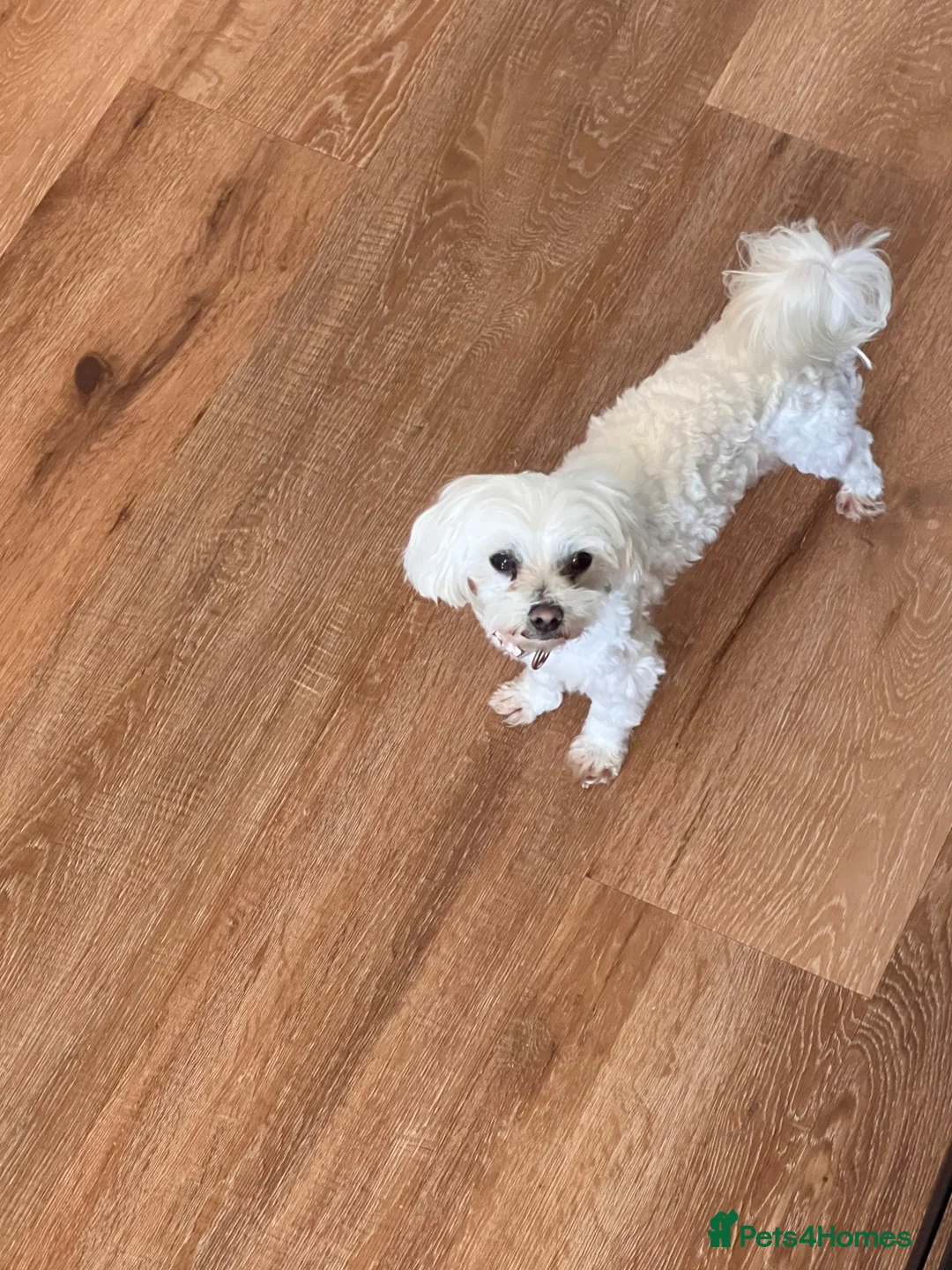 Maltese dogs for sale: Lovely KC reg Maltese male 2 years old  in Southport - Advert 2