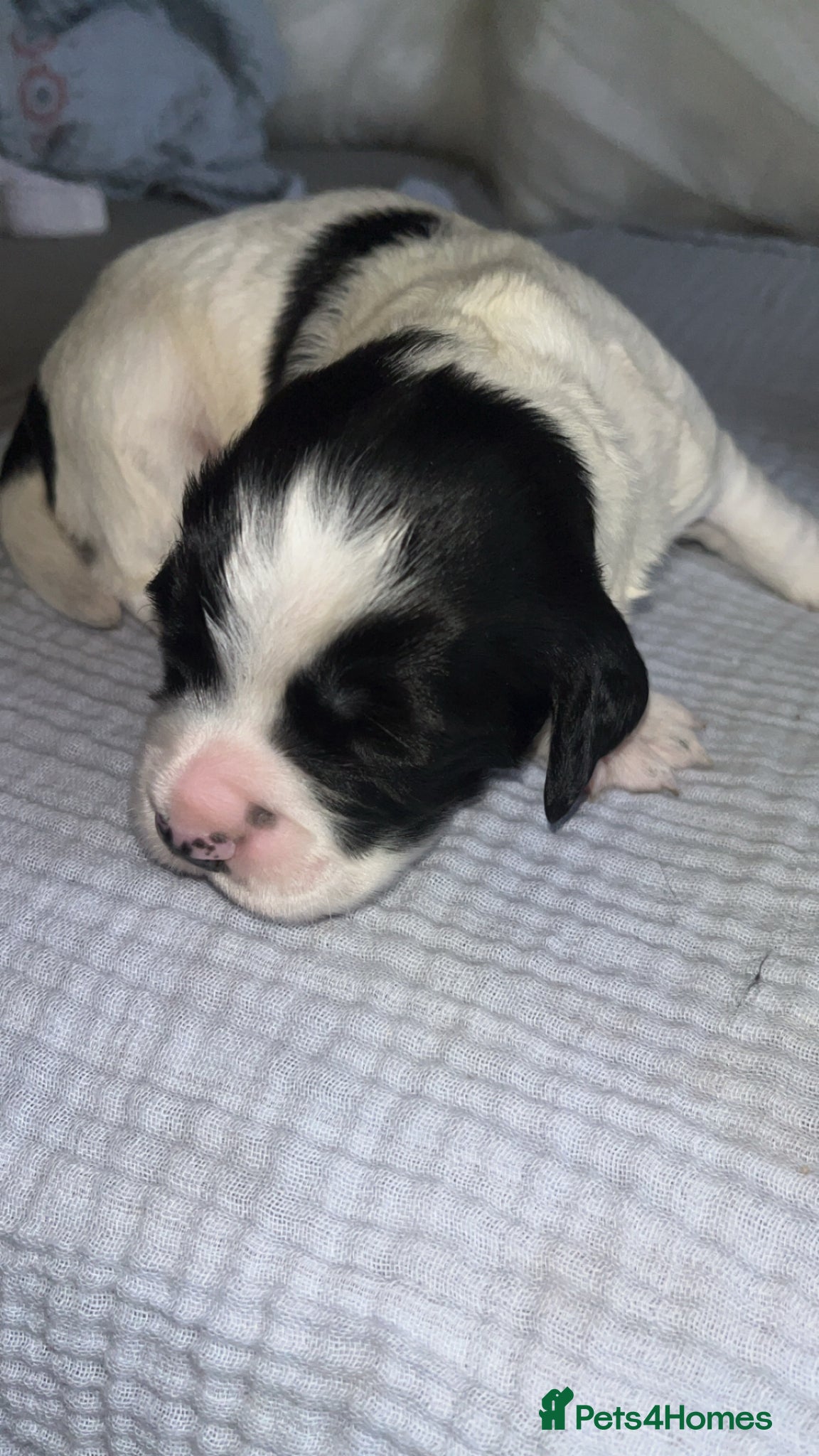 Sprocker dogs for sale: 12 beautiful sprocker spaniels  - Advert 7