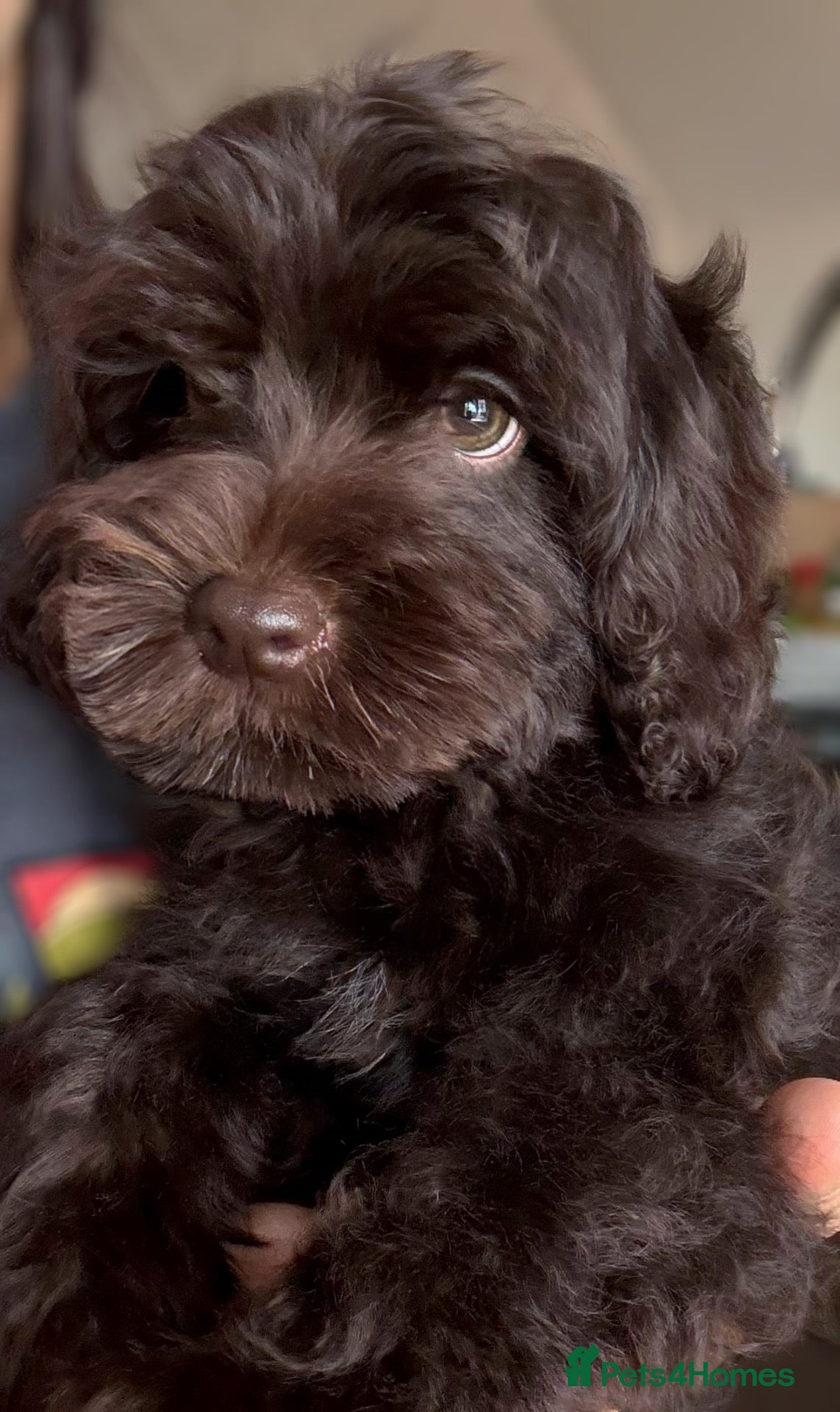 Cavapoo dogs Chocolate cavapoos with green eyes&1black Cavapoo - Advert 2