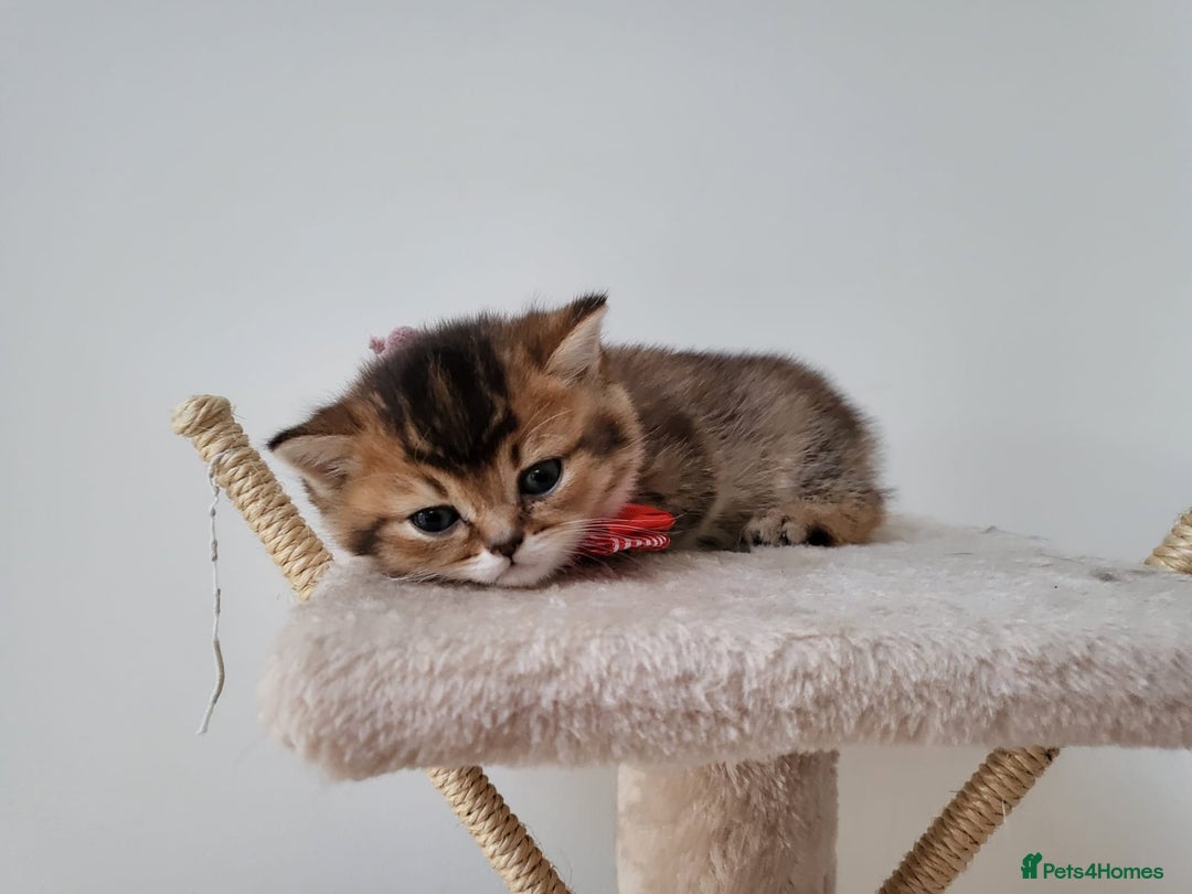 British Shorthair cats for sale:  **  **  **  ** BRITISH SHORTLY **  **  **  **   - Advert 8