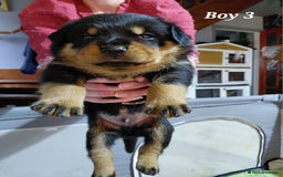 Rottweiler dogs for sale: Elite German Bloodline Rottweiller Puppies - Image 12