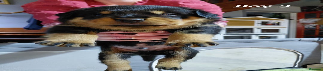 Rottweiler Puppy 2
