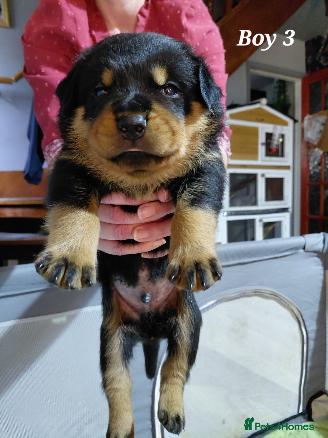 Rottweiler dogs for sale: Elite German Bloodline Rottweiller Puppies - Image 12
