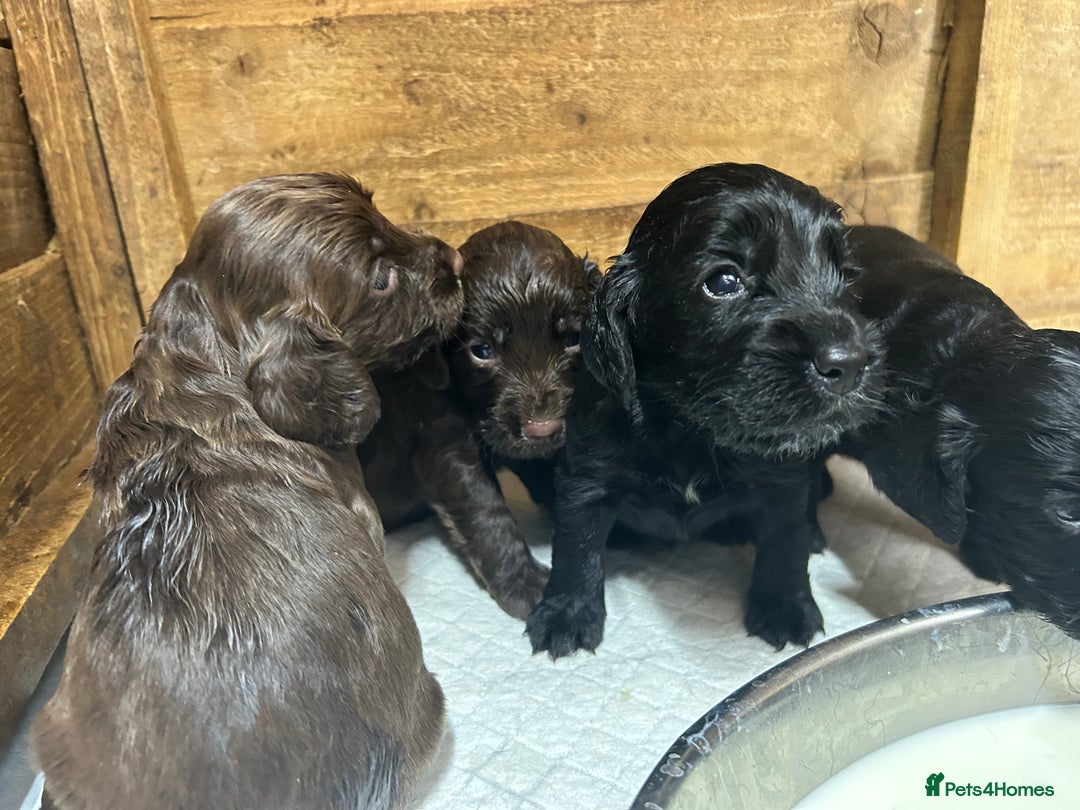 Cocker Spaniel dogs for sale: Beautiful litter  - Image 14