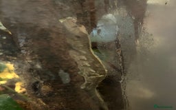 Gecko reptiles for sale: Male Crested Gecko and inclosure. - Image 11