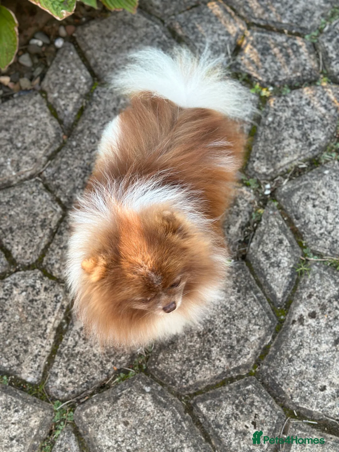 Pomeranian dogs for stud: Short and compact chocolate party colour boy in Lanark - Advert 2
