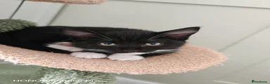 Ragdoll 2