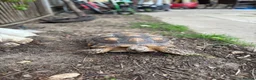 Tortoise reptiles for sale: Sulcata tortoise - Advert 1