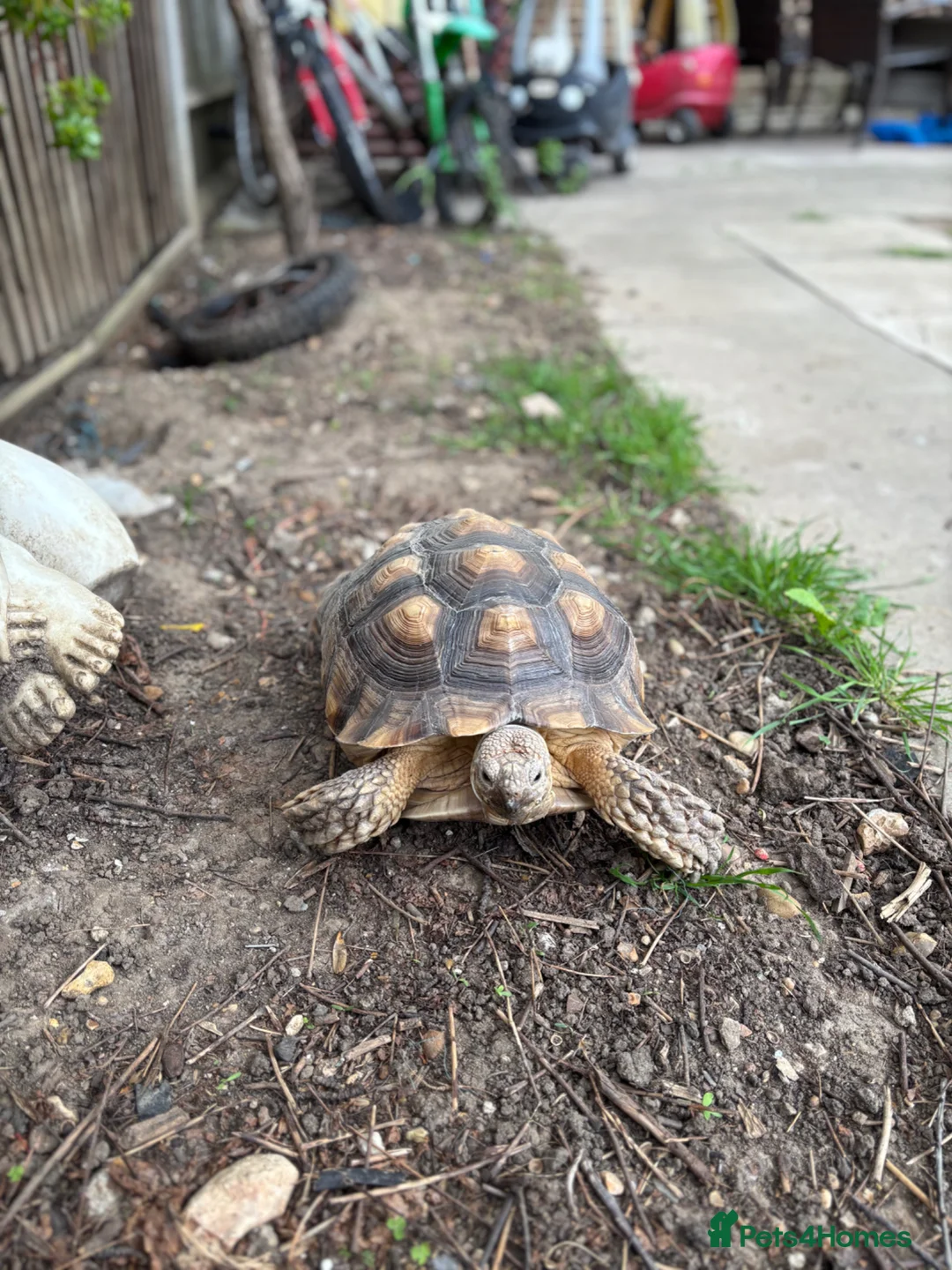 Tortoise reptiles for sale: Sulcata tortoise - Advert 1