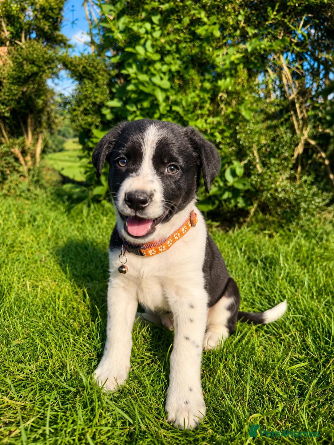 Border Collie dogs for sale: Border Collie Puppies Ready Now - Advert 1