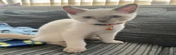 British Shorthair cats for sale: 💙 GCCF Pedigree Blue Colourpoint BSH Kitten - Advert 4
