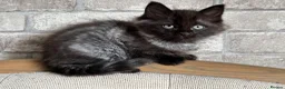 Ragdoll cats for sale: Half ragdoll kittens  - Advert 5