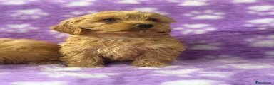 Cavapoo Puppy 1