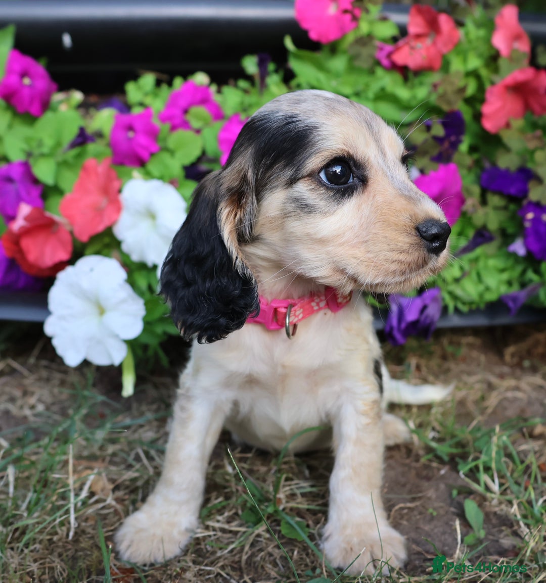 Cocker Spaniel dogs for sale: Family raised champion cocker REDUCED AND READY - Image 4