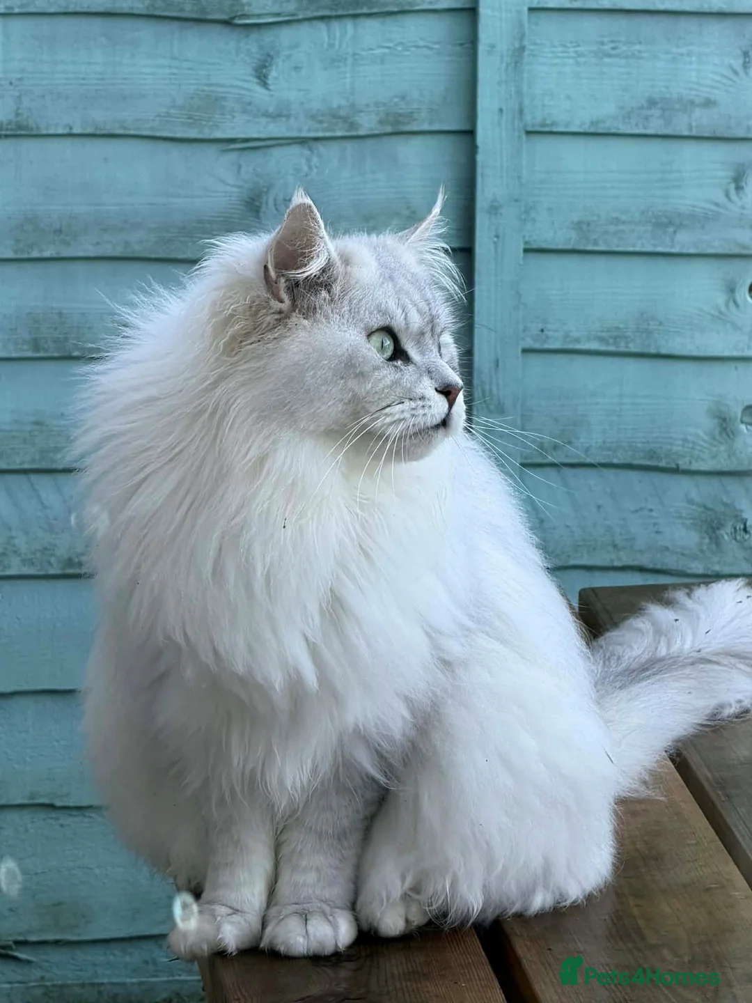 Maine Coon cats for stud: GCCF & TICA Registered Maine Coon Stud–Shaded NS11 in Newbury - Advert 2