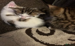 American Shorthair cats for sale: Three kittens 💖 - Advert 5