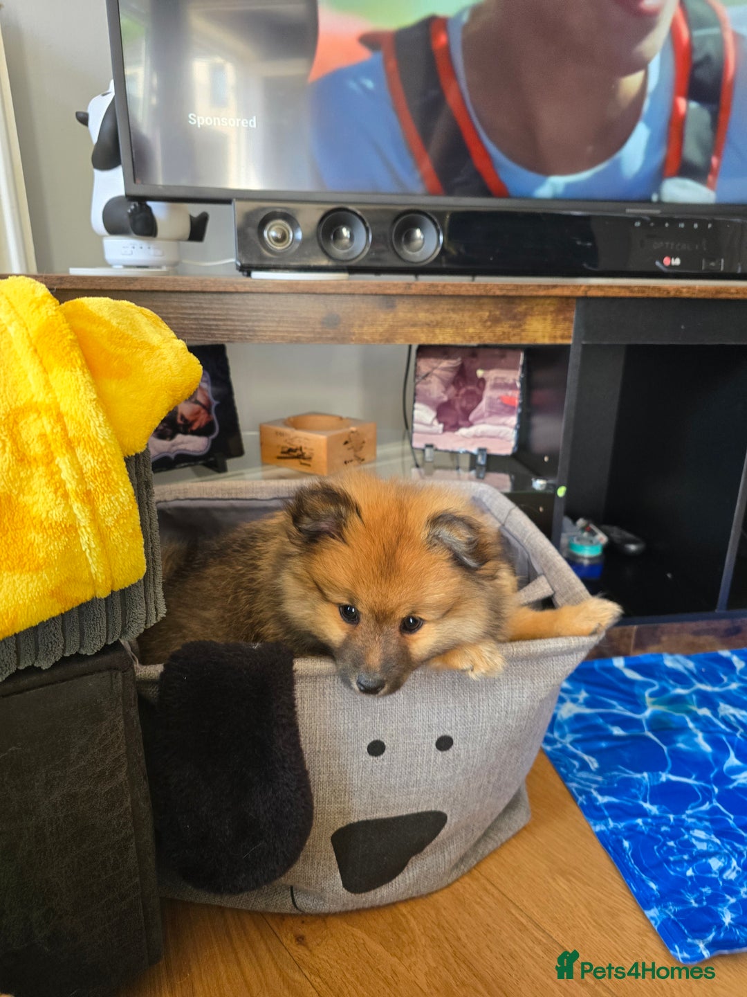 Pomeranian dogs for sale: 13 weeks female pomeranian  - Image 2