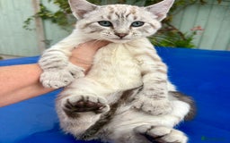Savannah cats for sale: Breath taking rare girl - Image 26