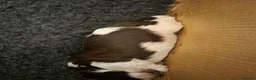Shih Tzu dogs for sale: Shih Tzu puppies - Advert 6