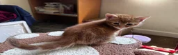 Mixed Breed cats for sale: Amiable mixed kittens  - Advert 3