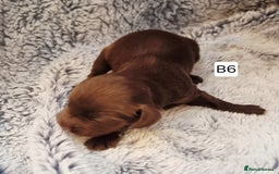 Cocker Spaniel dogs for sale: Stunning Working Cocker Spaniel Pups F1B  - Image 21